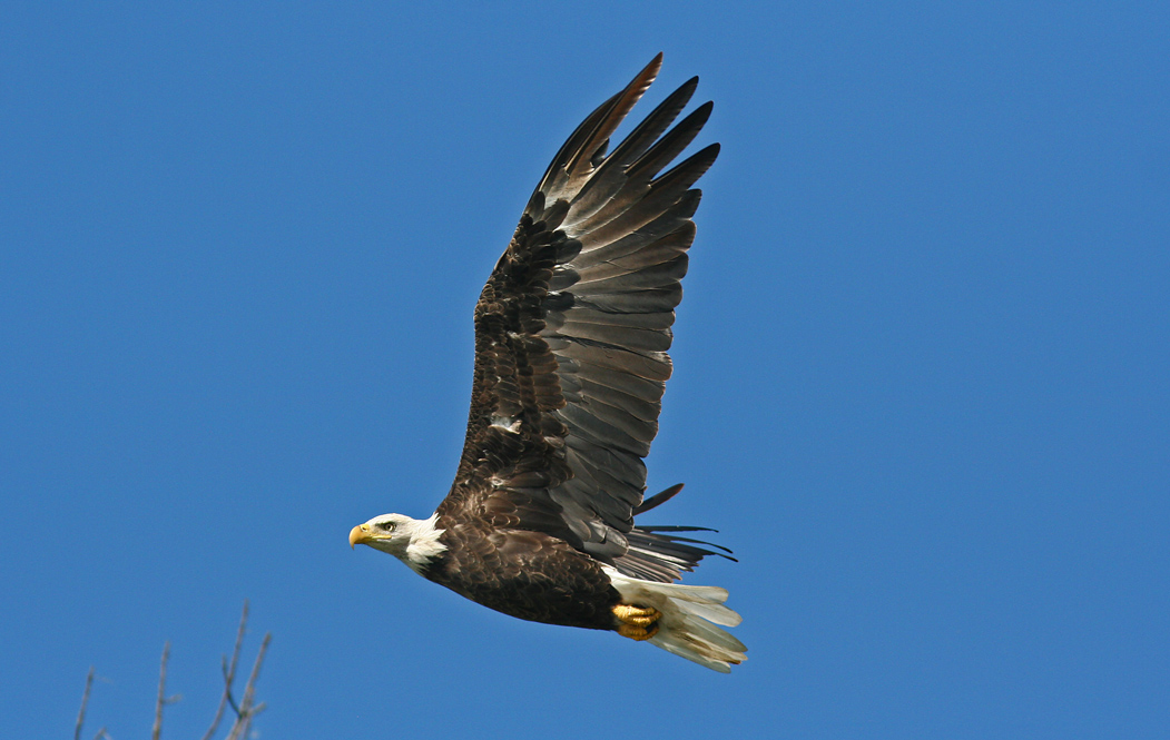 Eagle Flight III