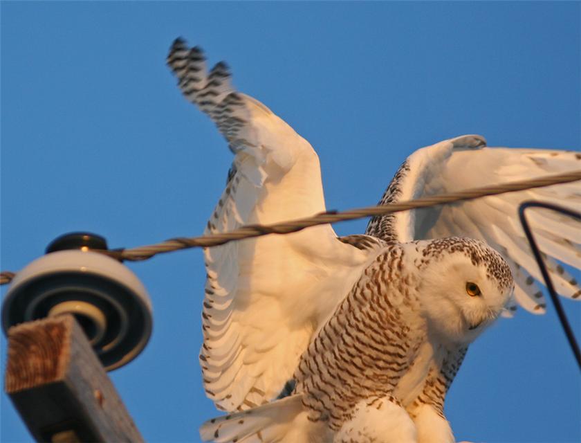 Coming in for a landing I