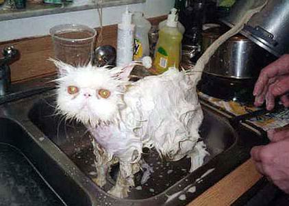 wet kitty