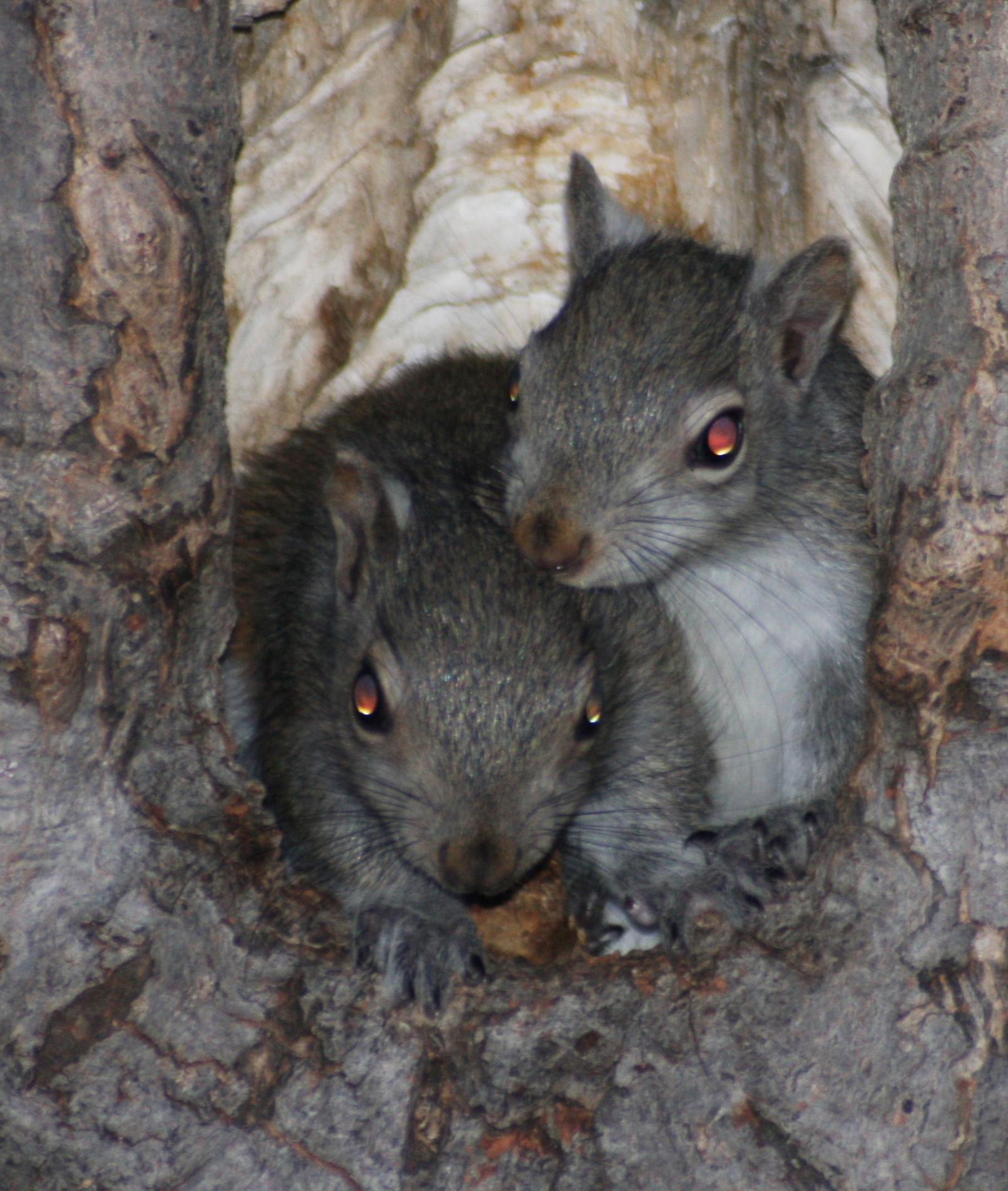 Baby Gray Squirrels
