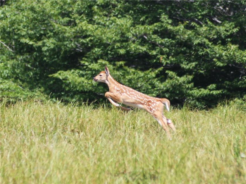 Fawn on the run