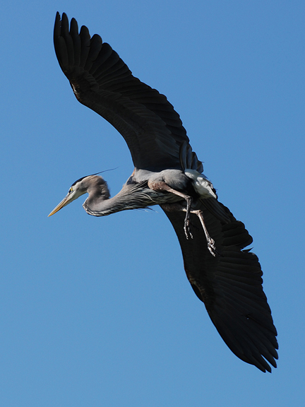 flying heron