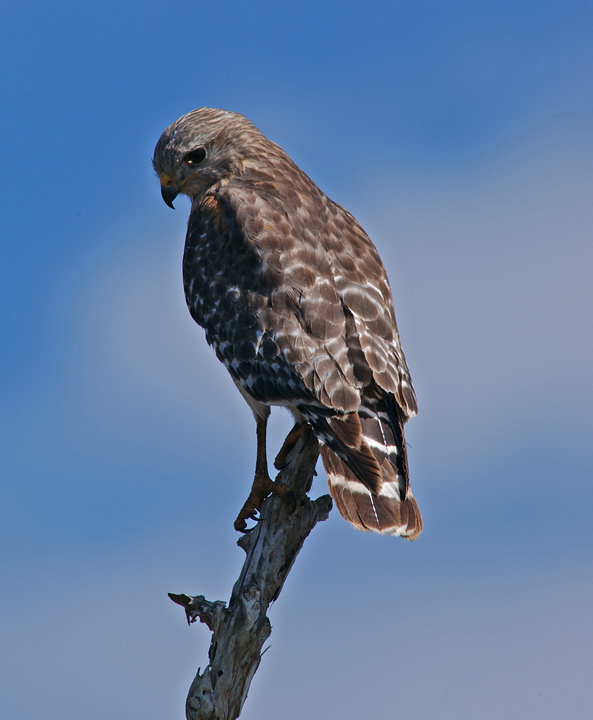 Broadshouldered Hawk
