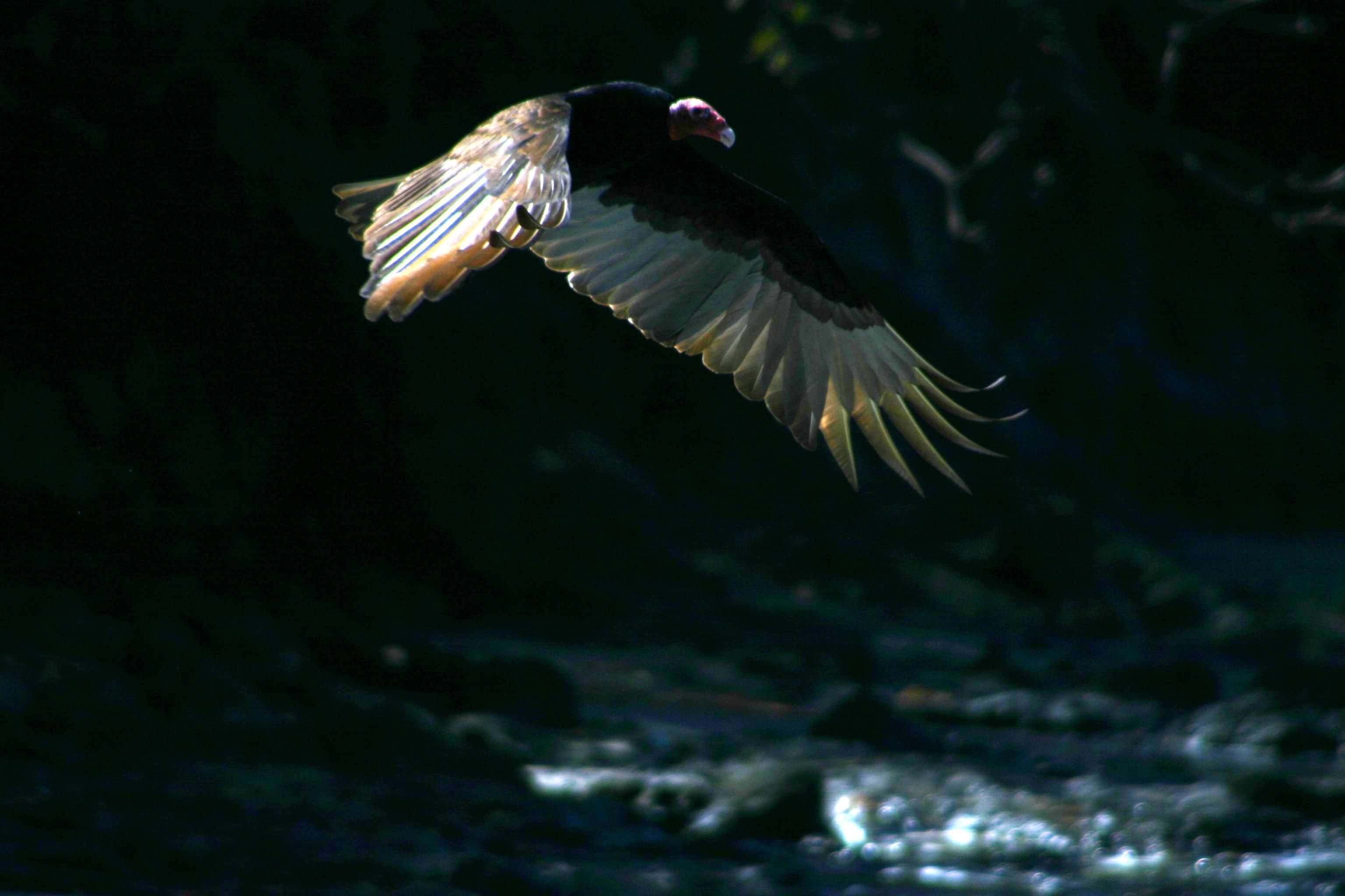 Costa Rican Turkey Vulture