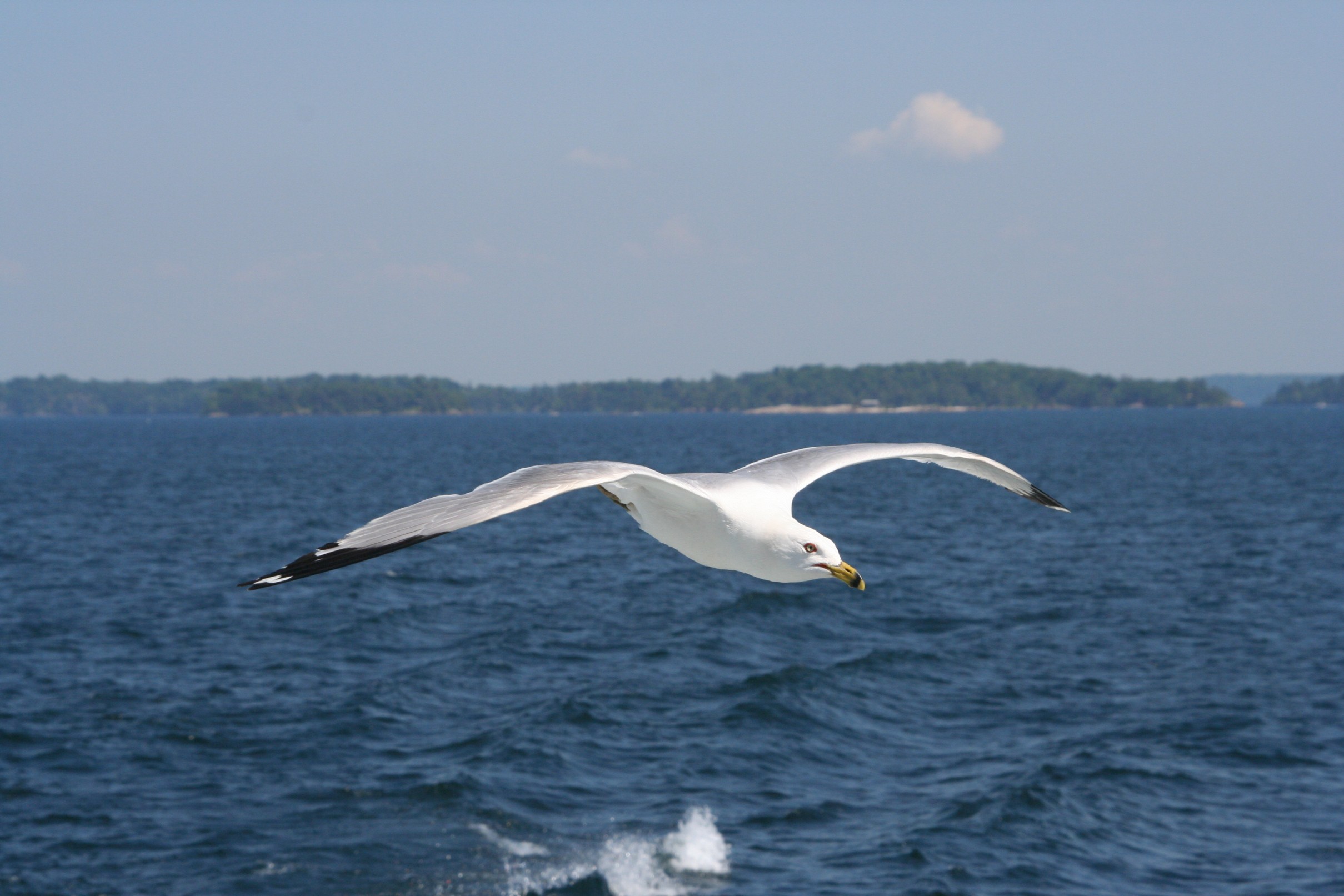 Gull in the Thousand Islands