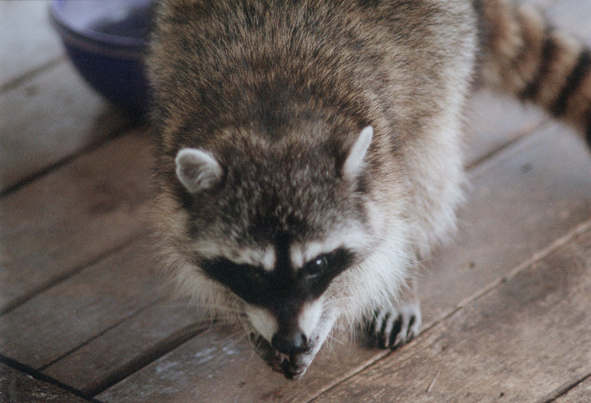 Racoon-up close & peronal
