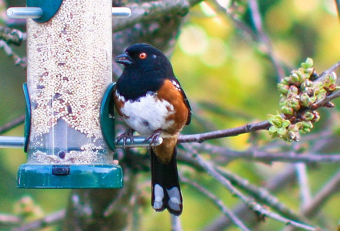 Spotted Towhee