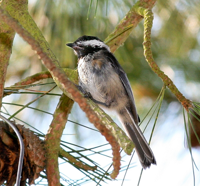 Chickadees,black capped.