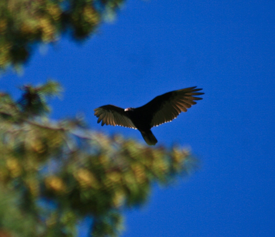 Turkey Vulture