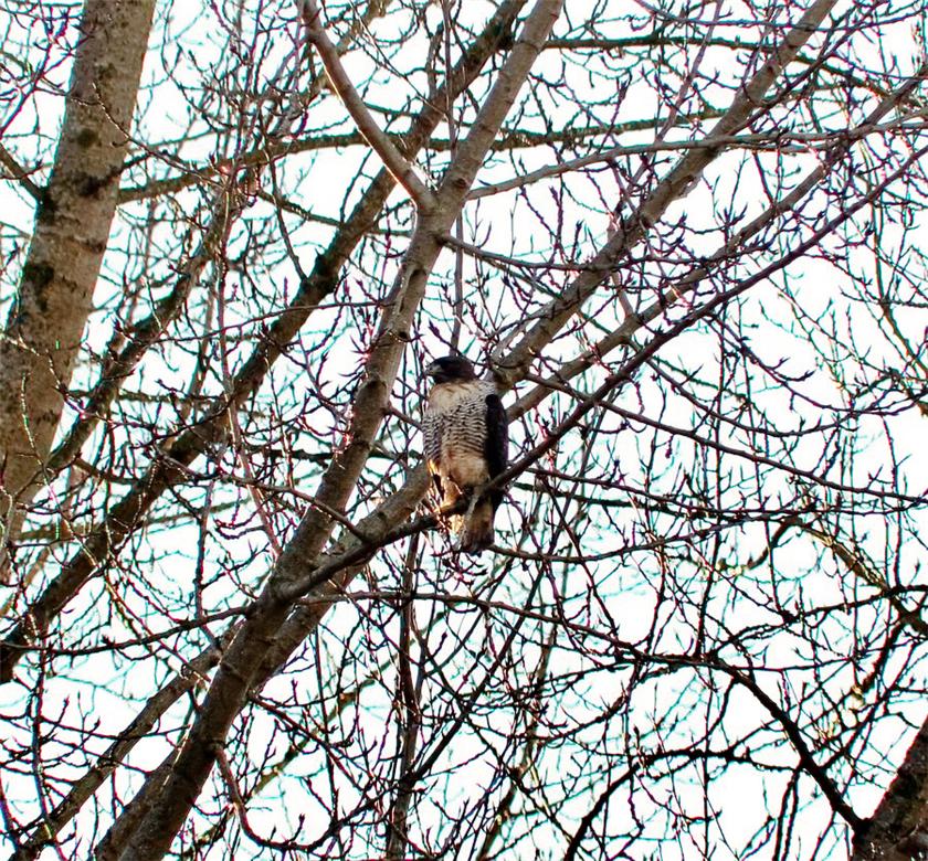 Red Tail Hawk
