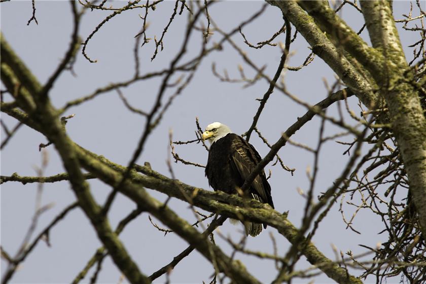 Bald Eagle