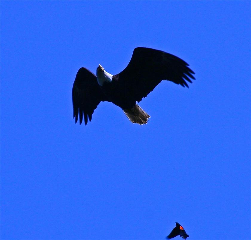 Black Bird Harrasment