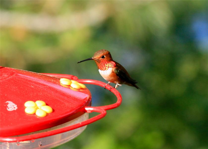 Rufous Hummer