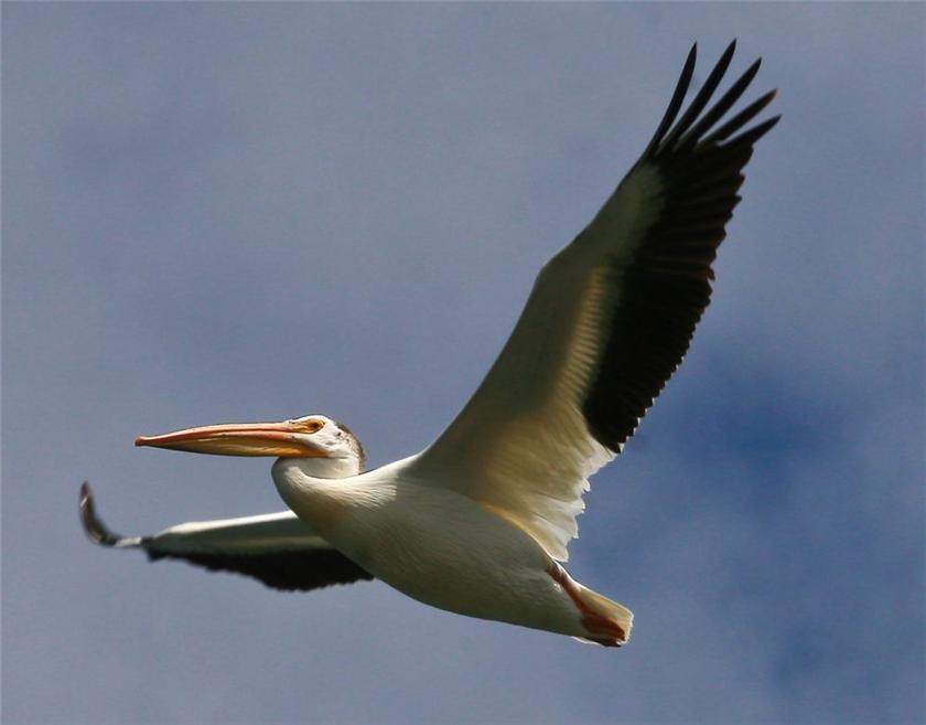 Pelican