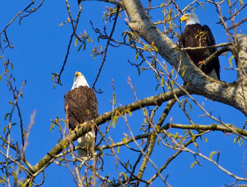 Bald Eagle