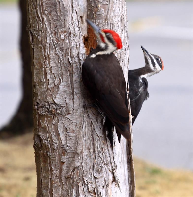 Pileated Woodpecker