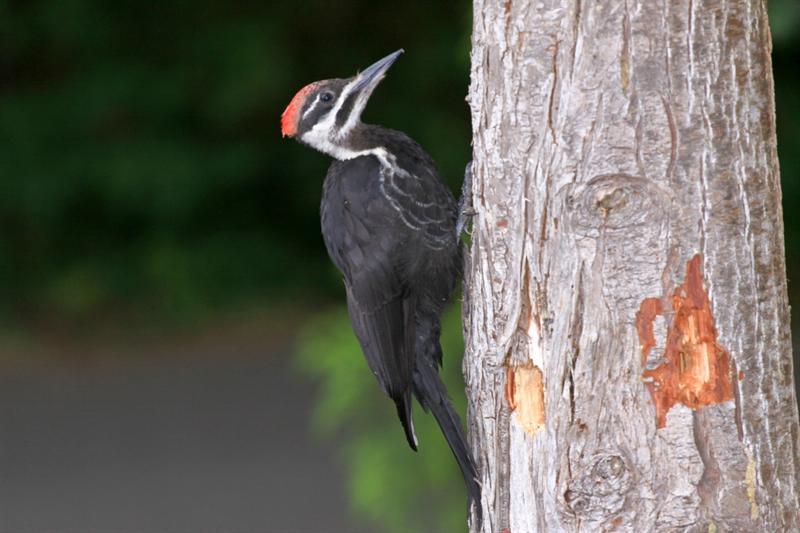 Pileated Woodpecker