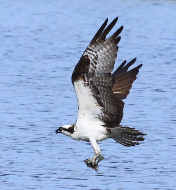 osprey