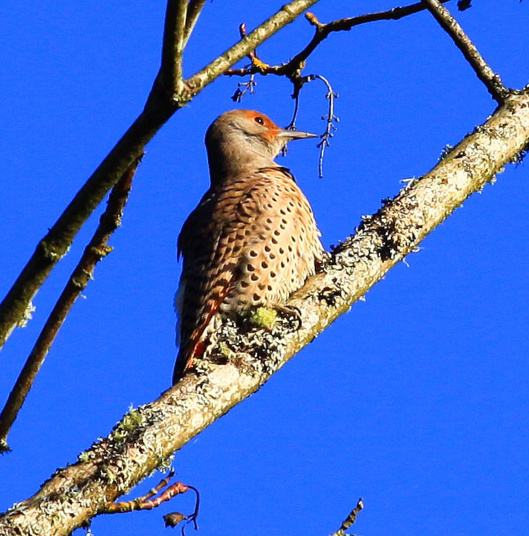 Notrthern Flicker