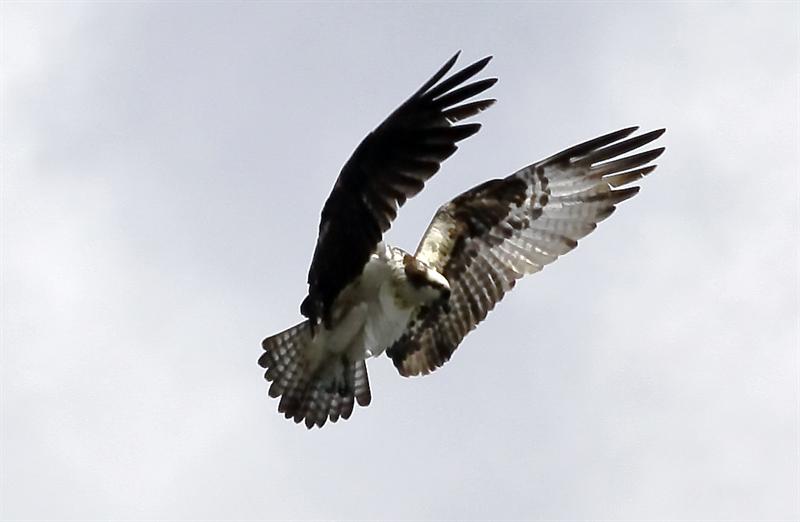 Osprey