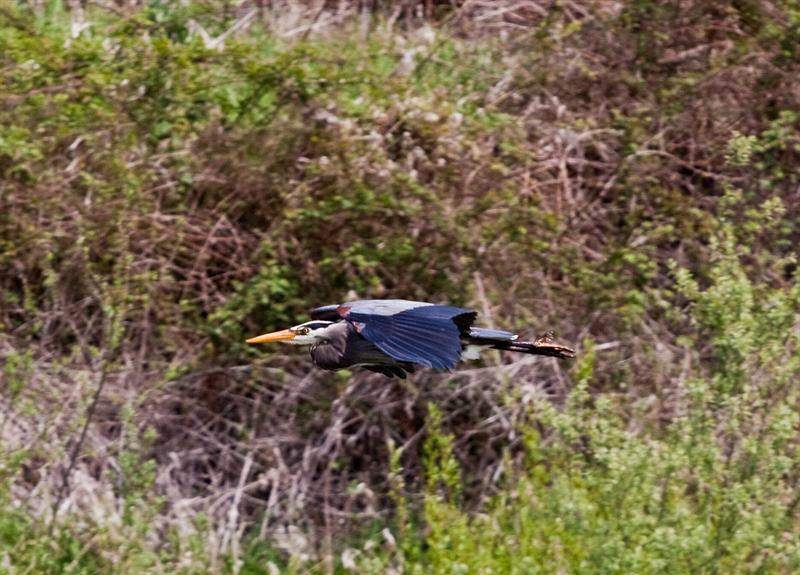 Blue Heron