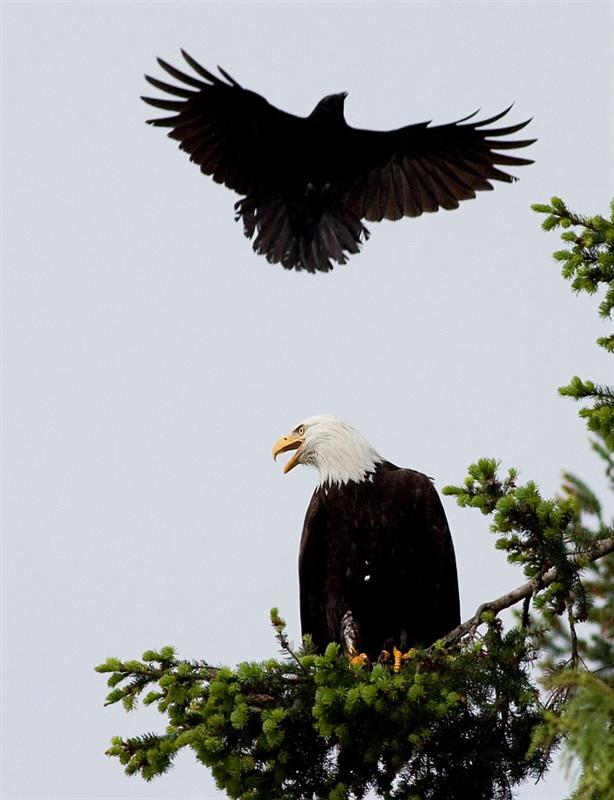 Crows harassing a bald eagle