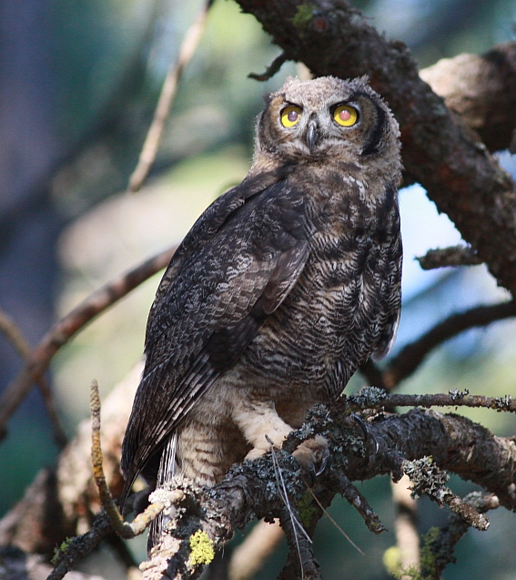 Great Horned Owl