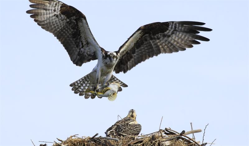Osprey
