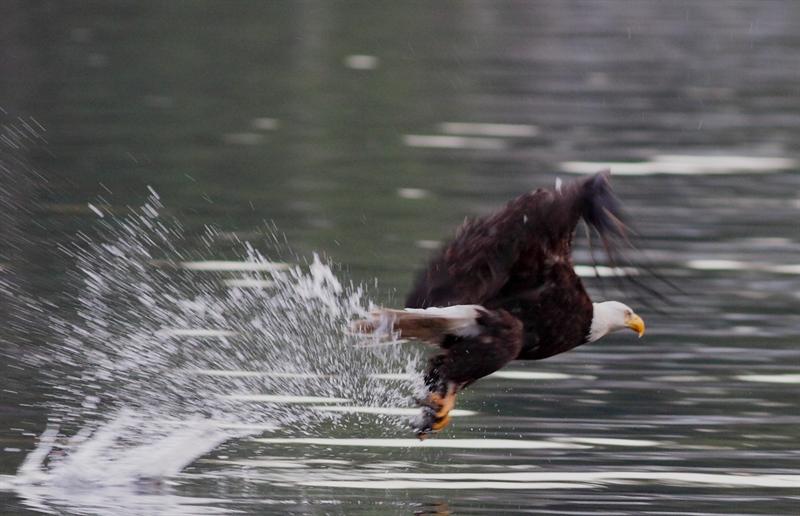 Bald Eagle... got dinner