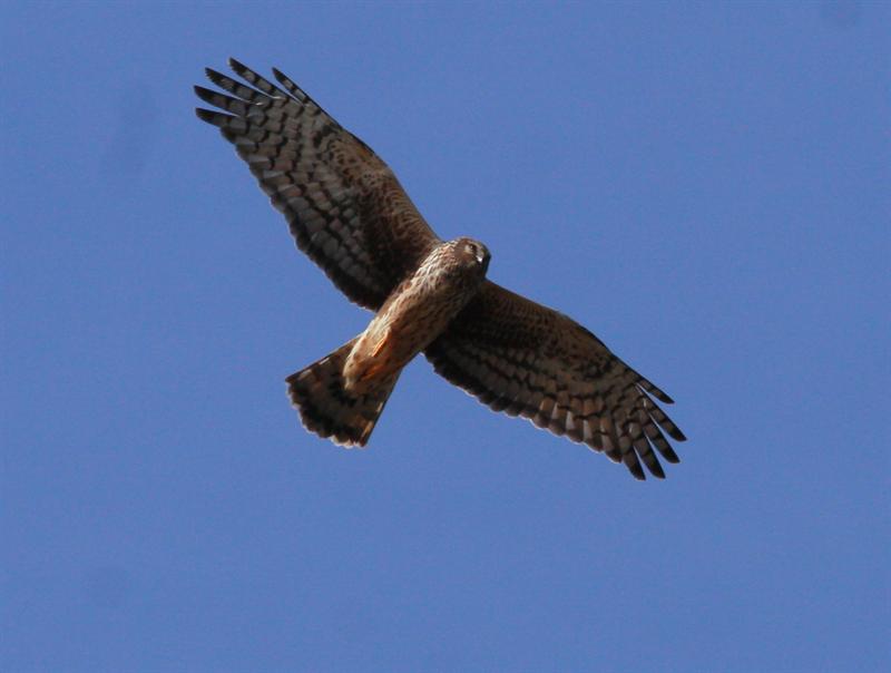 Red-Tailed hawk