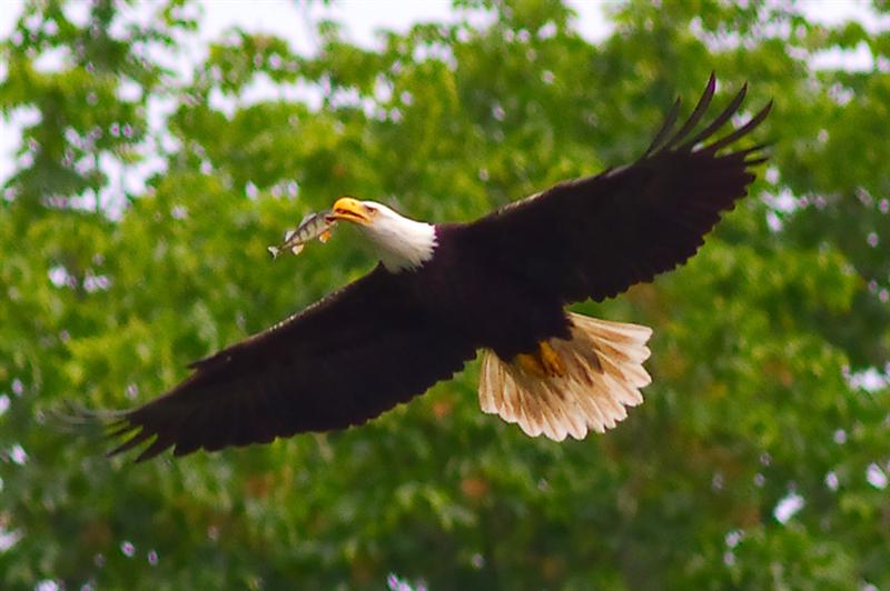 Bald Eagle... got dinner