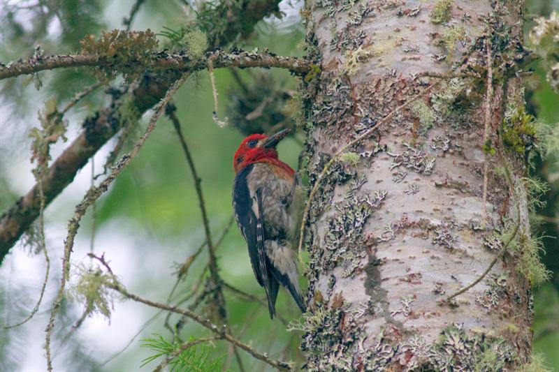 Red Breasted Woodpecker