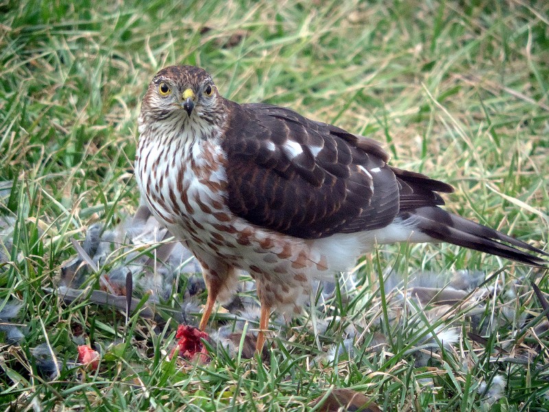 Sharp-shinned lunch