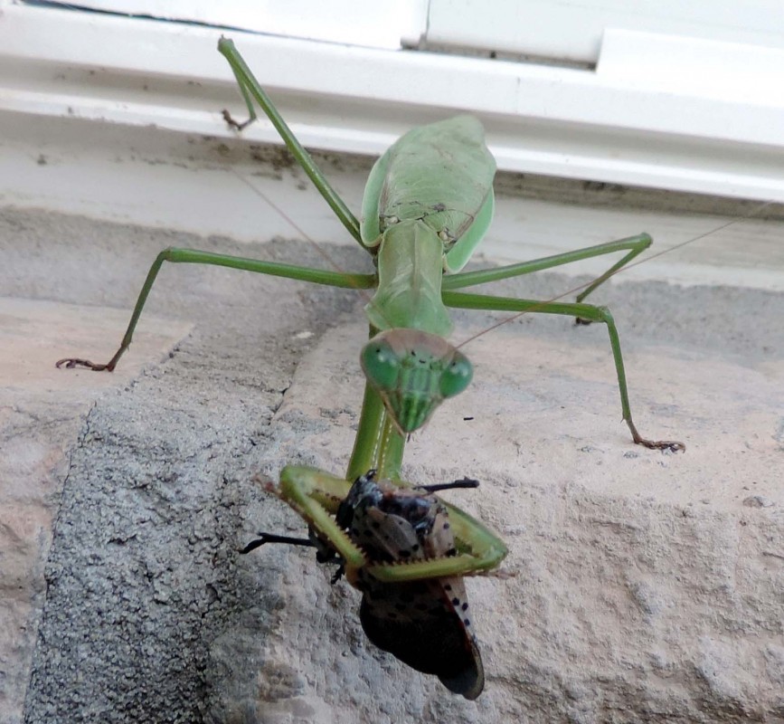 Praying Mantis Eating a Lantern Fly