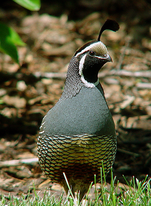 Backyard Visitor