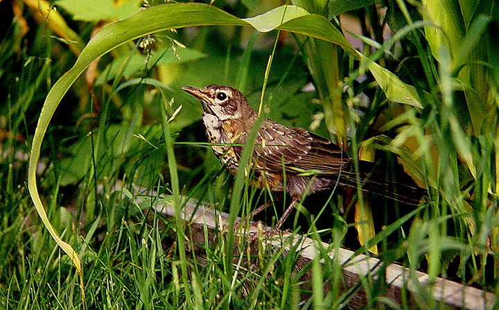 summer robin