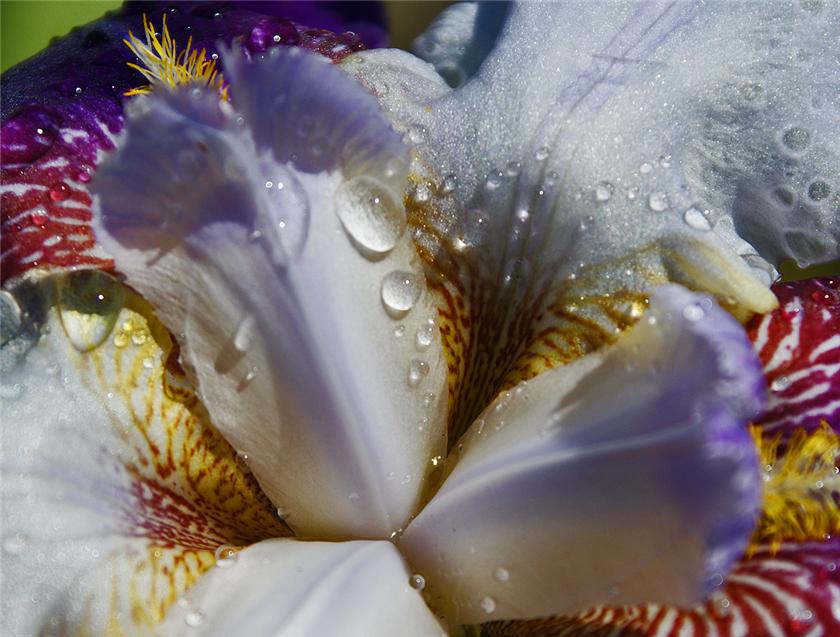 Spring Iris