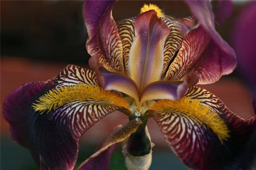 Spring Iris