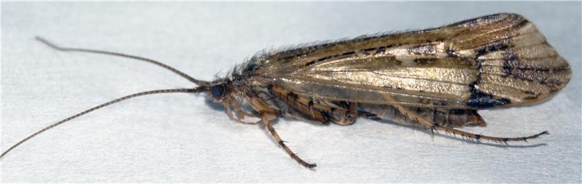 Close up Moth