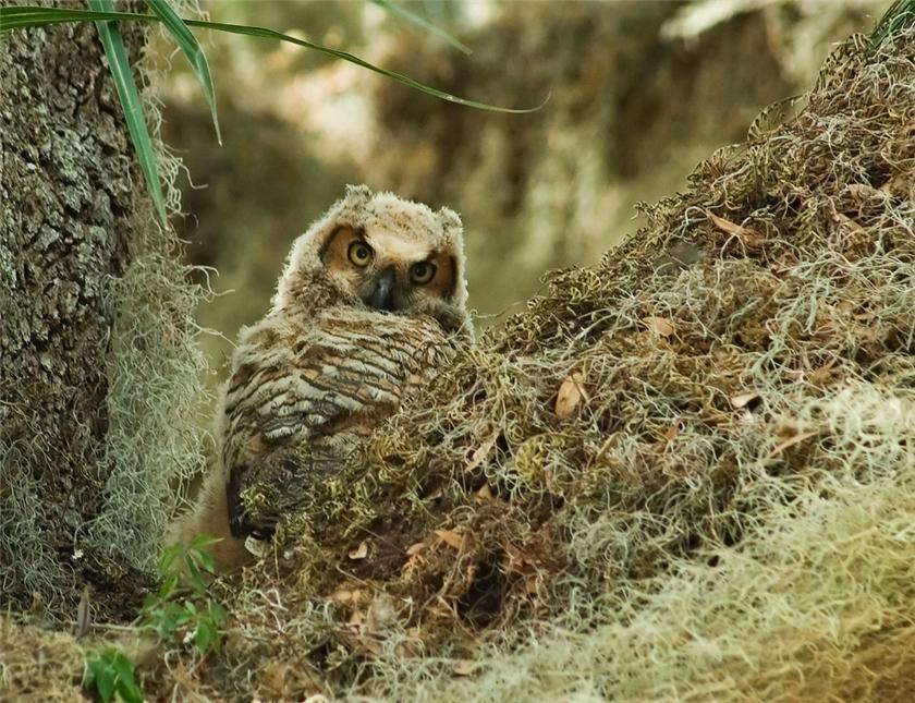 Juvenile Great Horned Owl image