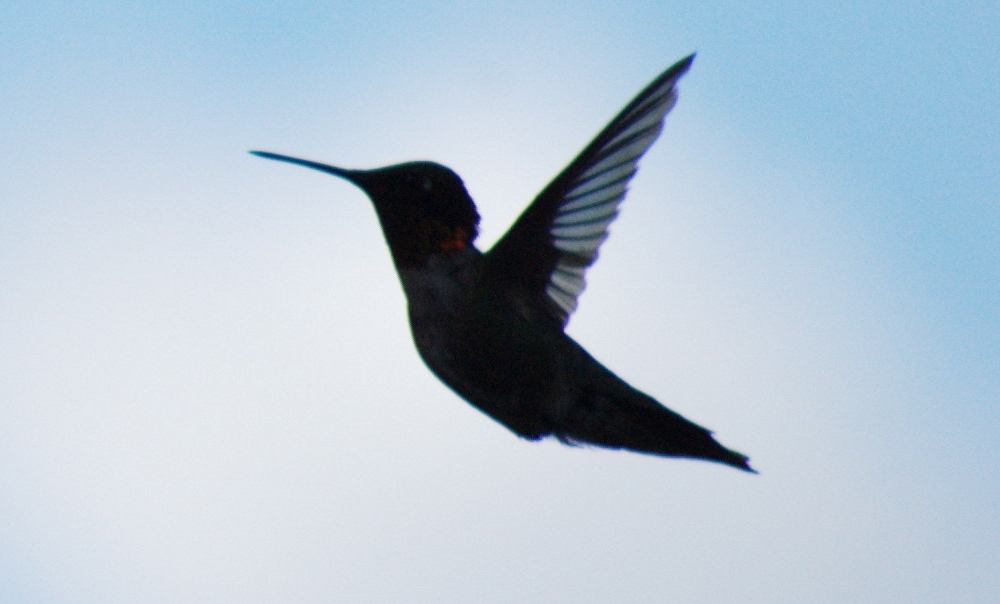 Hummingbird