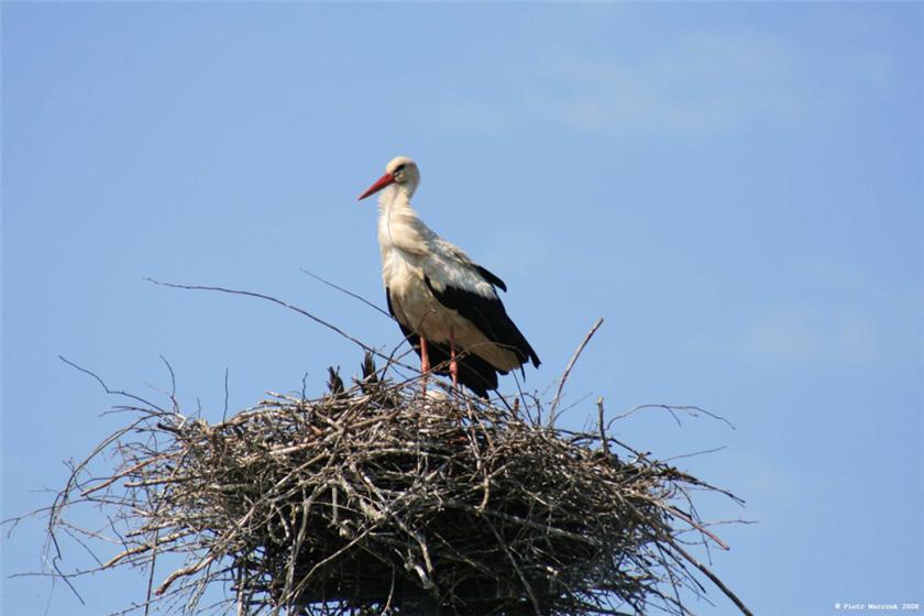 Ciconia Ciconia