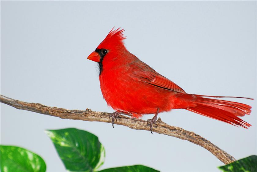 Male Cardinal