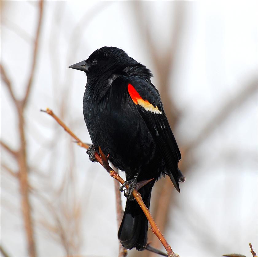 Redwing Blackbird