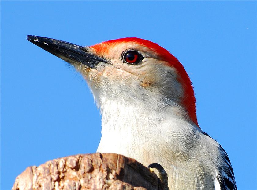 Red Bellied Woodpecker closeup