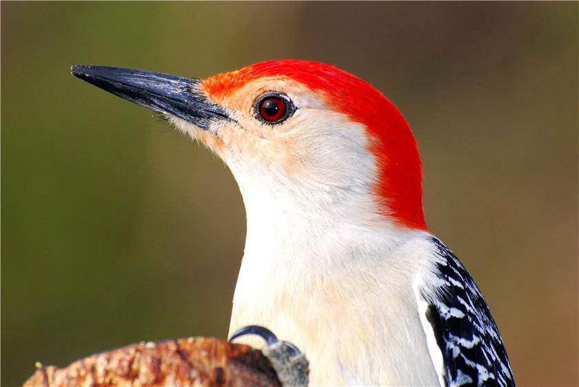 Woodpecker Portrait