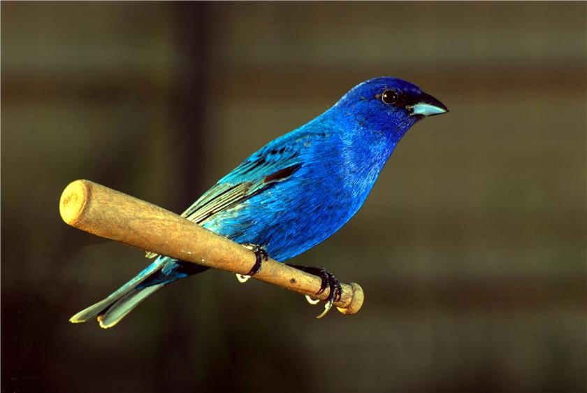 Indigo Bunting or swinging?