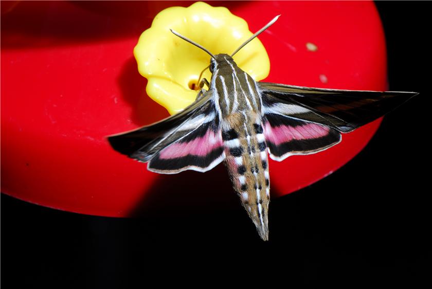 Hummingbird Moth