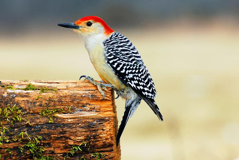 Male Red Belly Woodpecker