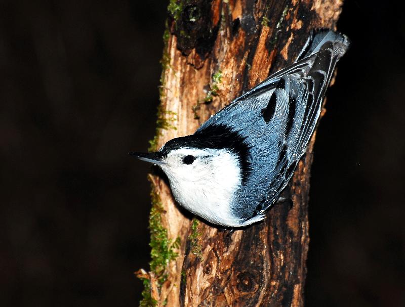 Wet Nuthatch